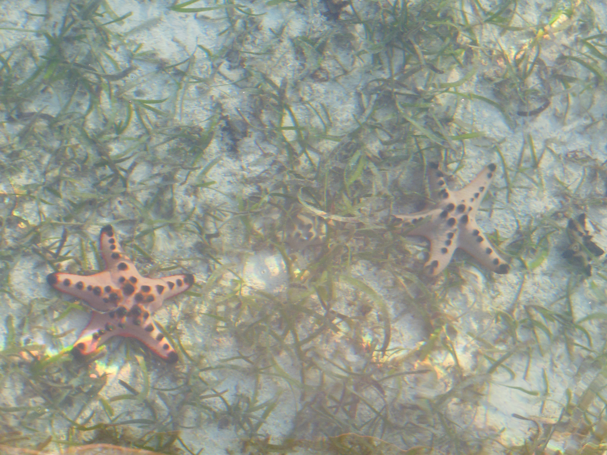 2013-11-10 Billabong Scuba, Mabul 